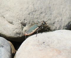 Cicindela marginipennis