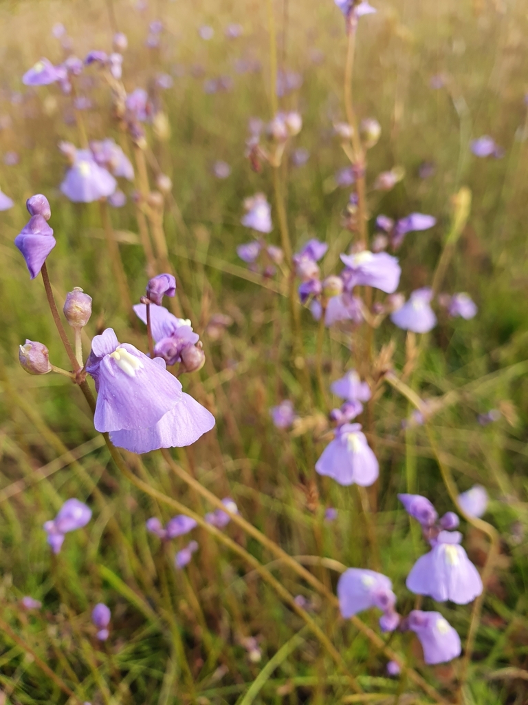 Utricularia beaugleholei R.J.Gassin