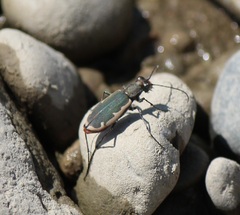 Cicindela marginipennis