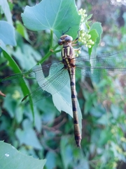Phyllocycla argentina