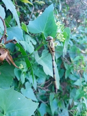 Phyllocycla argentina