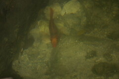 Amphilophus citrinellus