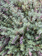 Atriplex leucophylla