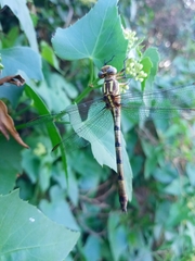 Phyllocycla argentina