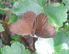 Godartiana muscosa