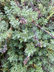 Atriplex leucophylla