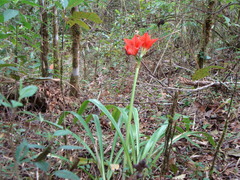 Hippeastrum aulicum