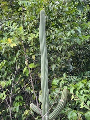 Pilosocereus
