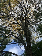 Handroanthus umbellatus
