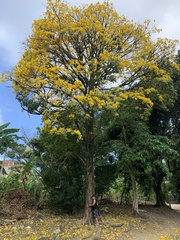 Handroanthus umbellatus
