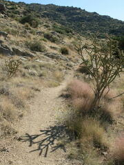 Muhlenbergia porteri