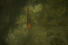 Amphilophus citrinellus