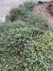 Atriplex leucophylla