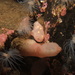 Ascidia virginea - Photo (c) James Lynott, alguns direitos reservados (CC BY-ND)