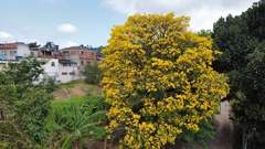 Handroanthus umbellatus