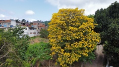 Handroanthus umbellatus
