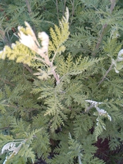 Artemisia afra