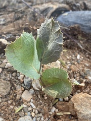 Acourtia nana