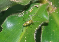 Peucetia rubrolineata