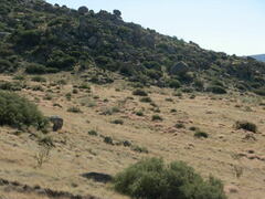 Muhlenbergia porteri