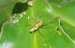 Peucetia rubrolineata