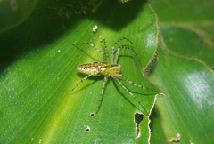 Peucetia rubrolineata