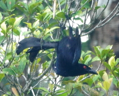 Dicrurus densus megalornis