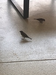 Passer domesticus
