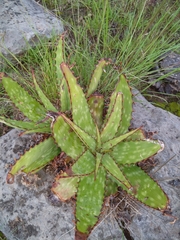 Aloe greatheadii davyana