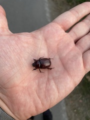 Phyllognathus excavatus