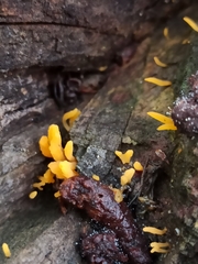 Calocera cornea