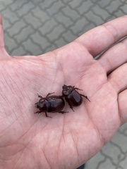 Phyllognathus excavatus