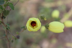 Pavonia martii