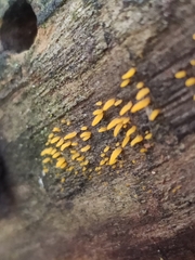 Calocera cornea