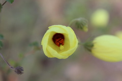 Pavonia martii