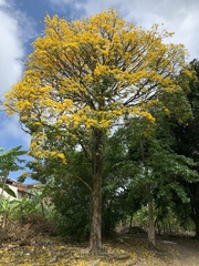 Handroanthus umbellatus