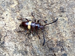 Lissonotus flavocinctus