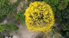 Handroanthus umbellatus
