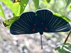 Melanis cephise