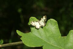 Lomaspilis marginata
