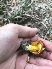 Amanita erythrocephala