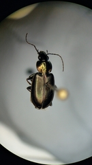 Agonum muelleri
