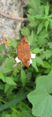 Curvie emesia
