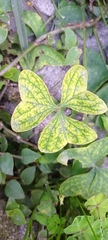 Puccinia oxalidis