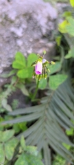 Oxalis latifolia