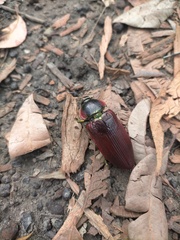 Temognatha