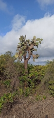 Opuntia galapageia