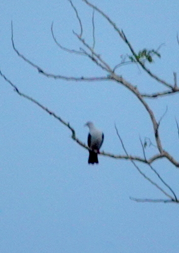 Elegant Imperial Pigeon (Ducula concinna), photo 9