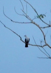 Ducula concinna