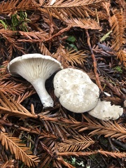 Clitopilus